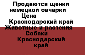 Продаются щенки немецкой овчарки. › Цена ­ 15 000 - Краснодарский край Животные и растения » Собаки   . Краснодарский край